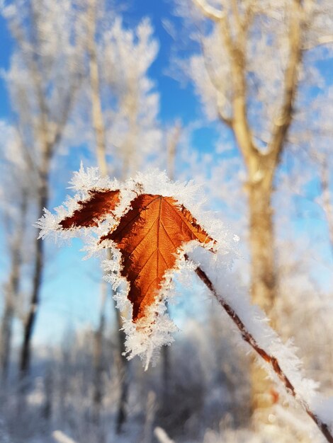 Vue rapprochée de la plante congelée en automne