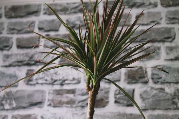 Photo vue rapprochée de la plante congelée en hiver