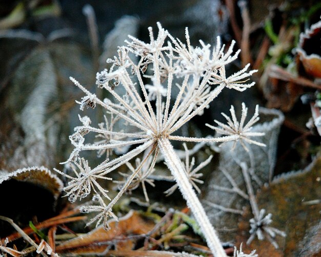 Vue rapprochée de la plante congelée sur le terrain