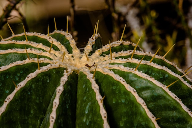 Photo vue rapprochée de la plante épicée