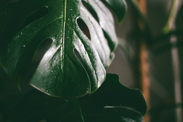 Vue rapprochée de la plante des feuilles de monstera à la maison