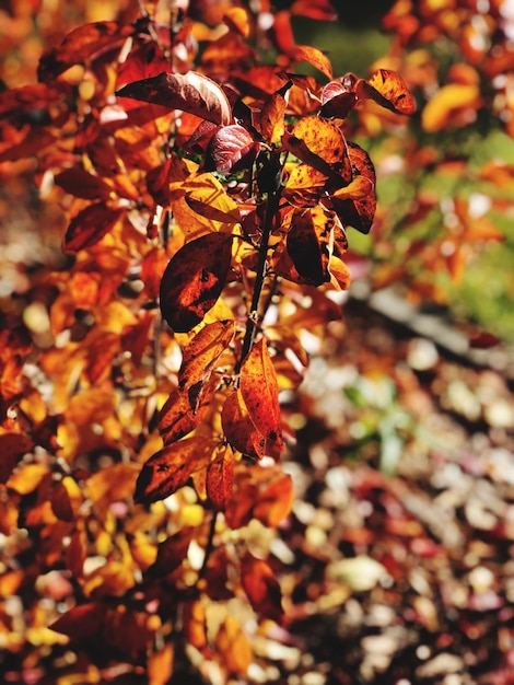 Photo vue rapprochée de la plante flétrie en automne