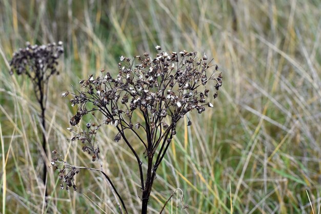 Vue rapprochée d'une plante flétrie dans le champ