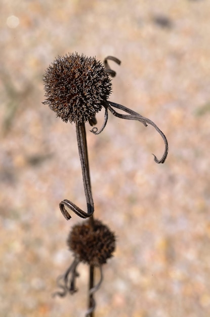 Photo vue rapprochée d'une plante flétrie