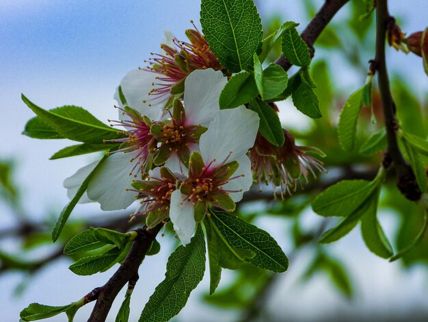 Photo vue rapprochée d'une plante à fleurs sur un arbre