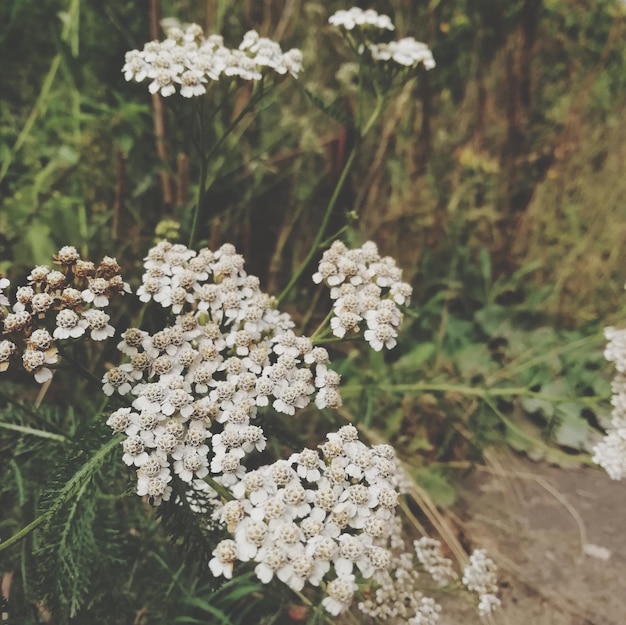 Vue rapprochée d'une plante à fleurs blanches sur le champ