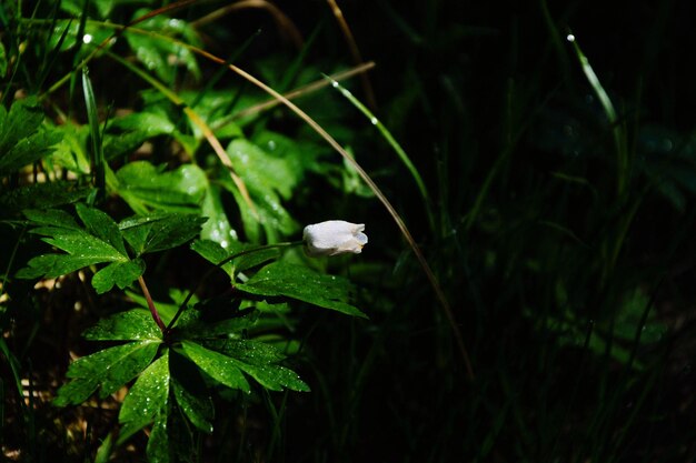 Photo vue rapprochée d'une plante à fleurs blanches sur le champ