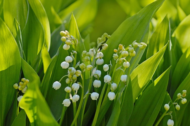 Vue rapprochée d'une plante à fleurs blanches sur le champ