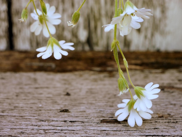 Photo vue rapprochée d'une plante à fleurs blanches contre un mur en bois