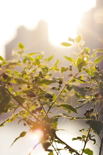 Photo vue rapprochée d'une plante à fleurs blanches contre un soleil éclatant