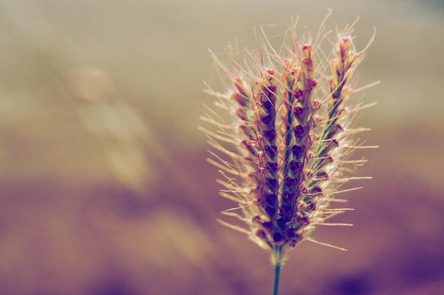 Vue rapprochée d'une plante à fleurs blanches dans le champ