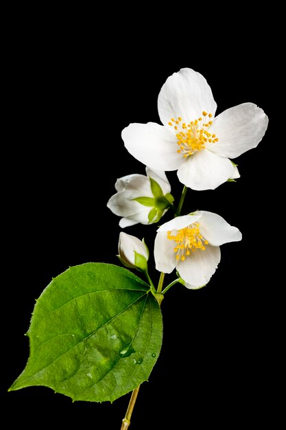 Photo vue rapprochée d'une plante à fleurs blanches sur un fond noir