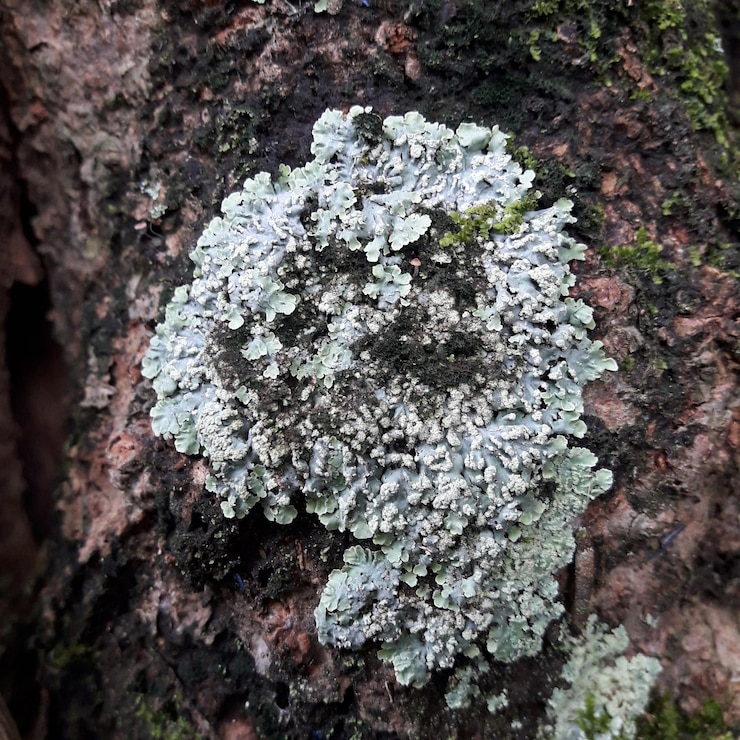 Photo vue rapprochée d'une plante à fleurs blanches sur le tronc d'un arbre