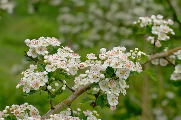 Vue rapprochée d'une plante à fleurs blanches