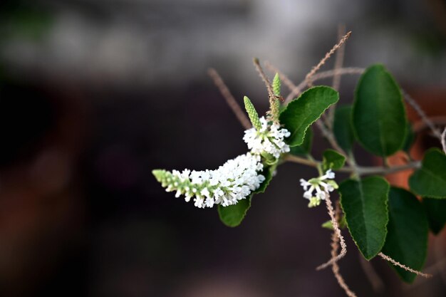 Photo vue rapprochée d'une plante à fleurs blanches