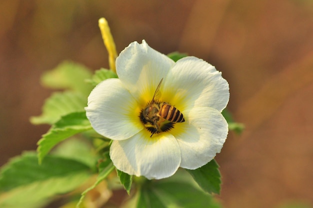 Vue rapprochée d'une plante à fleurs blanches