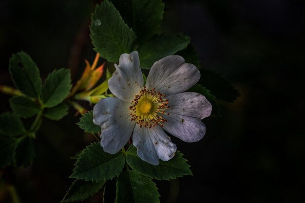 Vue rapprochée d'une plante à fleurs blanches