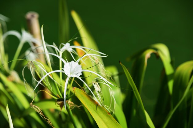 Vue rapprochée d'une plante à fleurs blanches