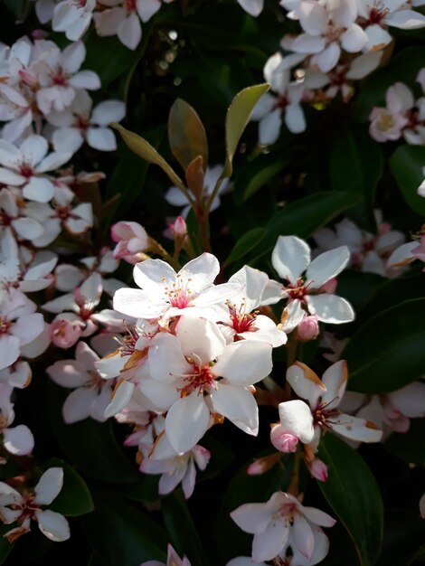 Photo vue rapprochée d'une plante à fleurs blanches