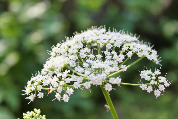 Vue rapprochée d'une plante à fleurs blanches