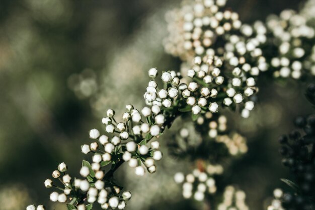 Vue rapprochée d'une plante à fleurs blanches