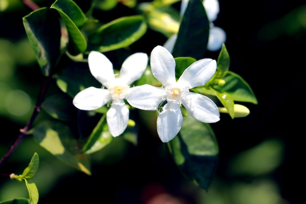 Photo vue rapprochée d'une plante à fleurs blanches