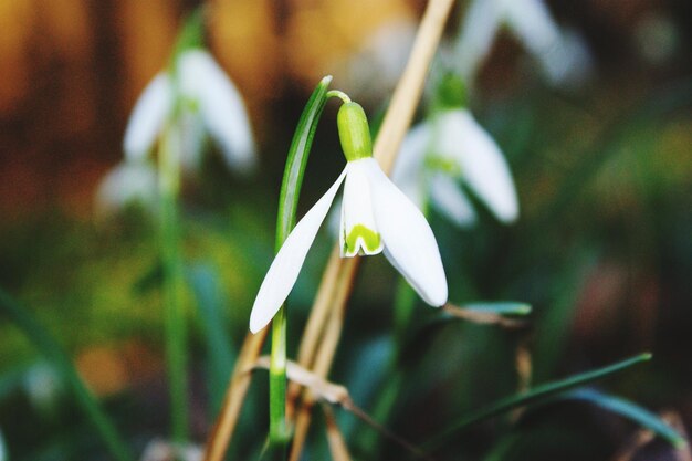 Vue rapprochée d'une plante à fleurs blanches