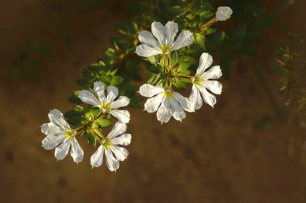 Vue rapprochée d'une plante à fleurs blanches