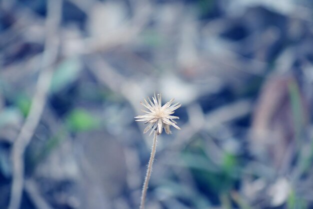 Vue rapprochée d'une plante à fleurs blanches