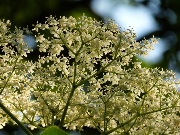 Vue rapprochée d'une plante à fleurs blanches