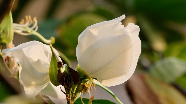 Vue rapprochée d'une plante à fleurs blanches