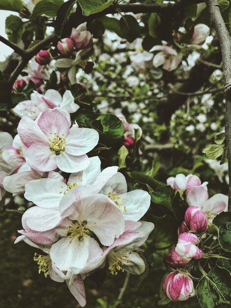 Photo vue rapprochée d'une plante à fleurs blanches