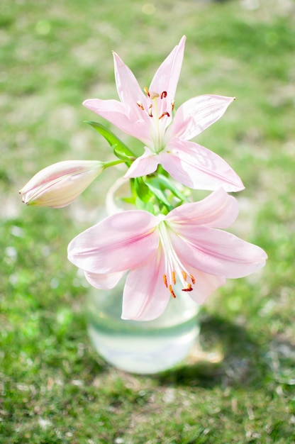 Photo vue rapprochée d'une plante à fleurs blanches