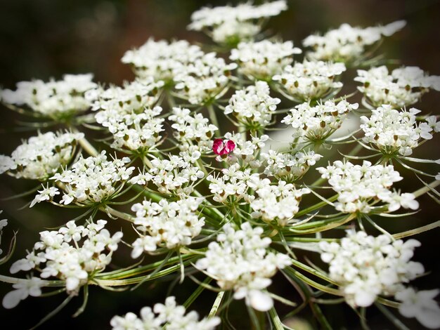 Photo vue rapprochée d'une plante à fleurs blanches