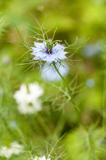 Photo vue rapprochée d'une plante à fleurs blanches