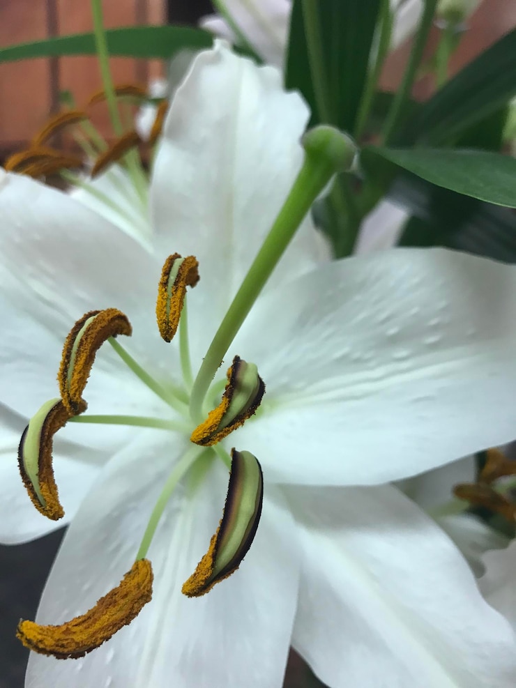 Photo vue rapprochée d'une plante à fleurs blanches