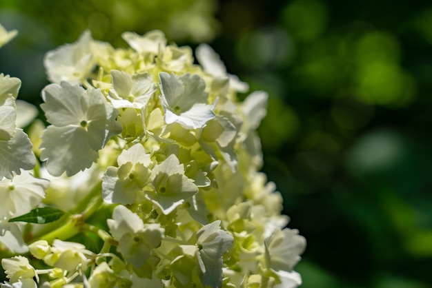 Photo vue rapprochée d'une plante à fleurs blanches