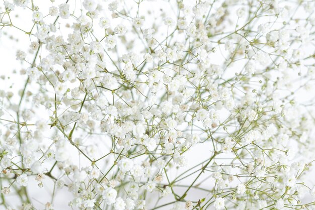 Photo vue rapprochée d'une plante à fleurs blanches