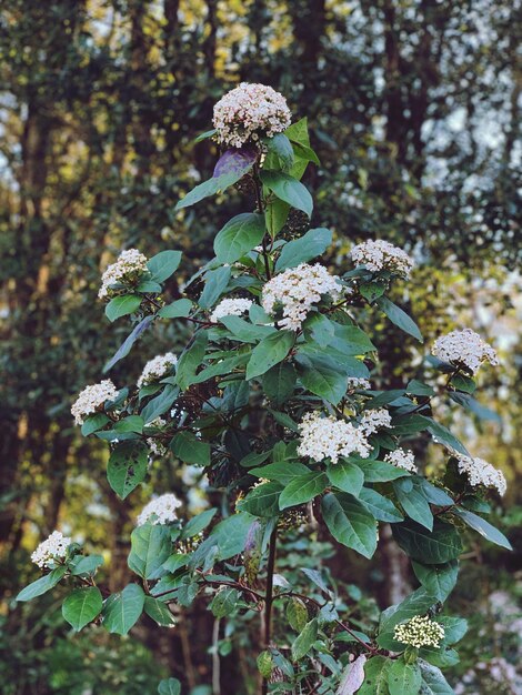 Photo vue rapprochée d'une plante à fleurs blanches