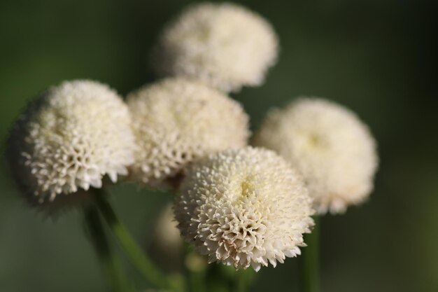 Photo vue rapprochée d'une plante à fleurs blanches