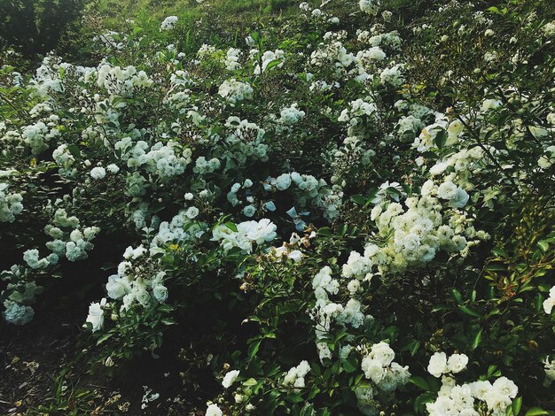 Photo vue rapprochée d'une plante à fleurs blanches