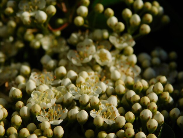 Photo vue rapprochée d'une plante à fleurs blanches