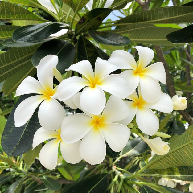 Vue rapprochée d'une plante à fleurs blanches