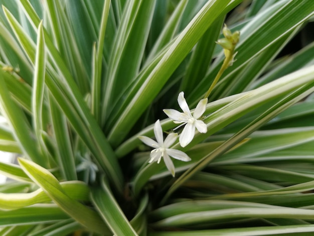 Photo vue rapprochée d'une plante à fleurs blanches