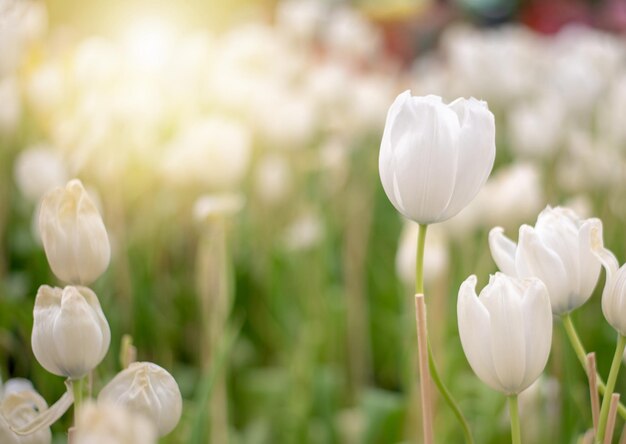 Vue rapprochée d'une plante à fleurs blanches