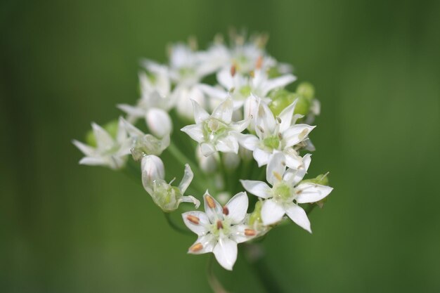 Photo vue rapprochée d'une plante à fleurs blanches