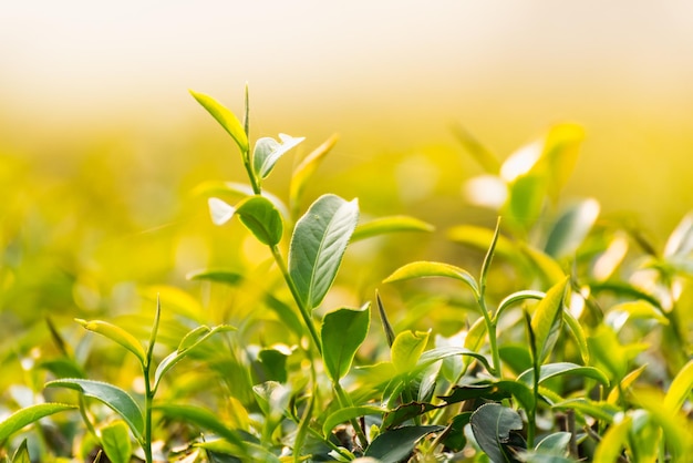 Vue rapprochée d'une plante à fleurs blanches