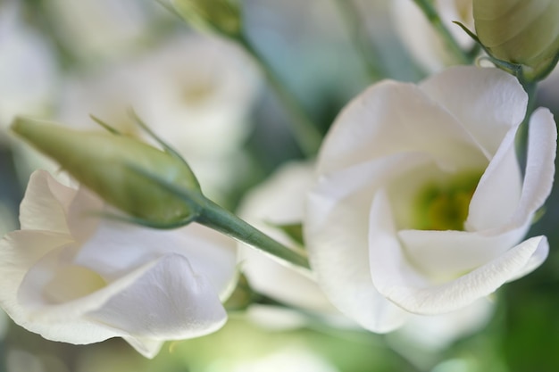 Vue rapprochée d'une plante à fleurs blanches