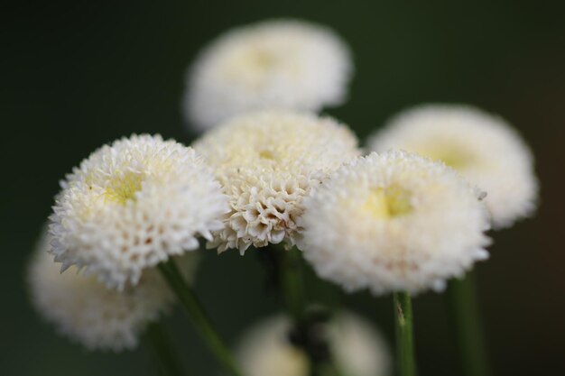 Photo vue rapprochée d'une plante à fleurs blanches