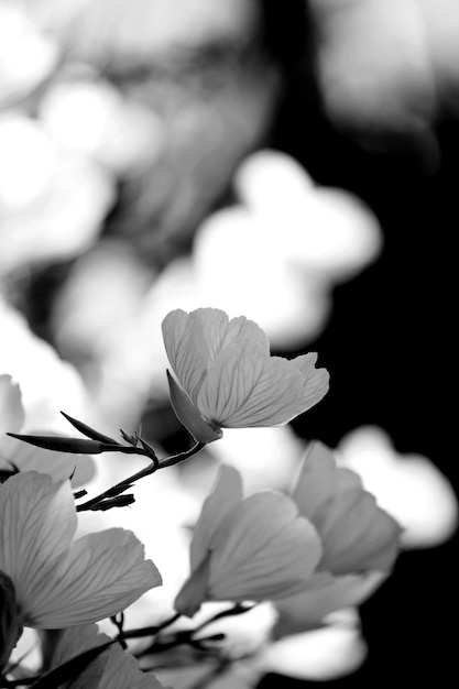 Photo vue rapprochée d'une plante à fleurs blanches